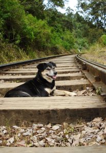 Casual dog train line Ella Sri Lanka