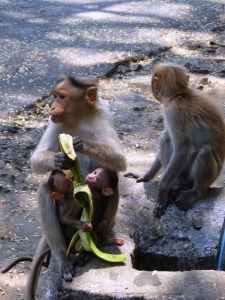 Monkey feeds banana to young in Koddaikanal, India