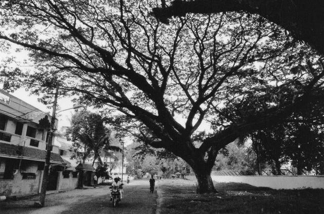 The trees tower over the locals in Cochin, India